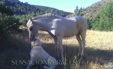Molino Castilpelayo en Gascueña de Bornova (Guadalajara) - Foto 6