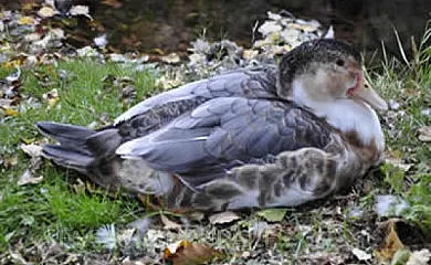 Molino Castilpelayo en Gascueña de Bornova (Guadalajara) - Foto 12