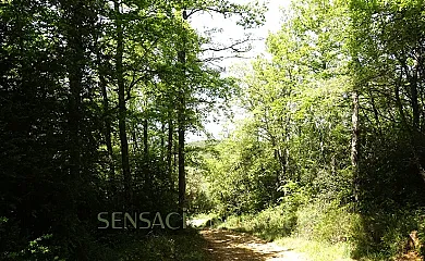 El Hayedo del León Dormido en Marañón (Navarra) - Foto 15