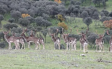 CASA RURAL NAVALACEDRA en Aldeaquemada (Jaén) - Foto 16