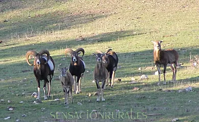 CASA RURAL NAVALACEDRA en Aldeaquemada (Jaén) - Foto 20