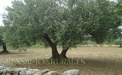 Casa Felisa en Santa Eulalia de Gállego (Huesca) - Foto 11