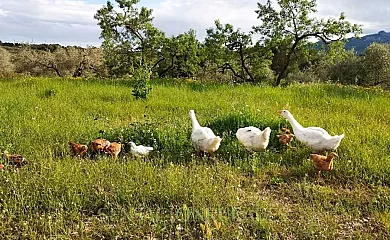 Mas del Pi en El Perelló (Tarragona) - Foto 10