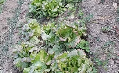 Casa Juliana Agroturismo en Gabasa (Huesca) - Foto 22