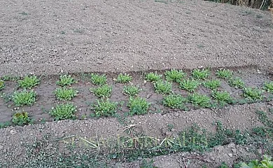 Casa Juliana Agroturismo en Gabasa (Huesca) - Foto 23