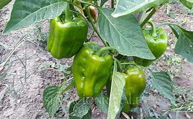 Casa Juliana Agroturismo en Gabasa (Huesca) - Foto 25