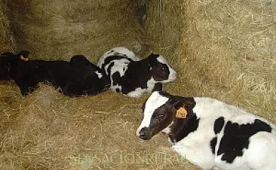 Casa Rural Azkue en Aia (Guipuzcoa) - Foto 17