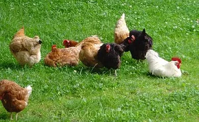 Casa Rural Azkue en Aia (Guipuzcoa) - Foto 21