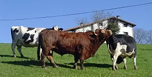 Casa Rural Azkue 0022