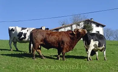 Casa Rural Azkue en Aia (Guipuzcoa) - Foto 22
