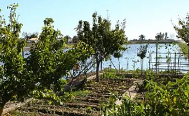 Barraca de Joanet de Pataco en Deltebre (Tarragona) - Foto 5
