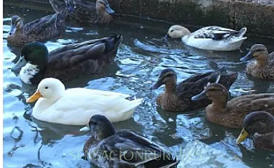 Barraca de Joanet de Pataco en Deltebre (Tarragona) - Foto 6