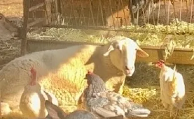 Casa Los Jabones en El Robledo (Ciudad Real) - Foto 24