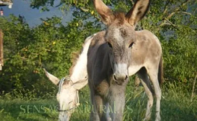 El Molí d´en Solà en La Vall de Bianya (Girona) - Foto 4