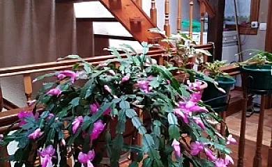 Casa Aznar en Mas de las Matas (Teruel) - Foto 4