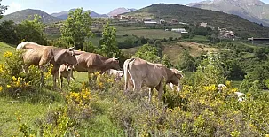 Apartamentos Castell 002