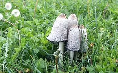 Ecologico Kaaño Etxea en Arrarats (Navarra) - Foto 20