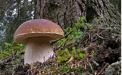 Pico de Urbión en Duruelo de la Sierra (Soria) - Foto 13