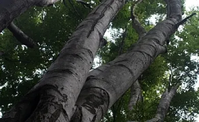 Mas El Güell en Sant Pere de Torello (Barcelona) - Foto 8