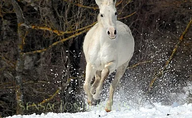 Mas El Güell en Sant Pere de Torello (Barcelona) - Foto 11