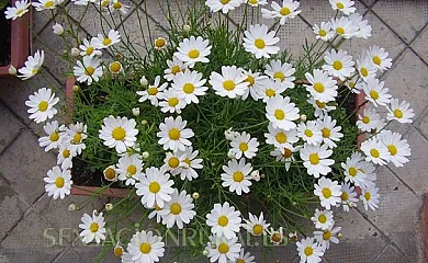 Casa Magí en Vilaller (Lleida) - Foto 11