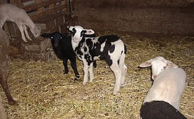 Mediterranea Rural en Sant Jordi. San Jorge (Castellón) - Foto 9