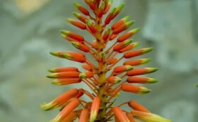 Mas Ale en Useras (Castellón) - Foto 20