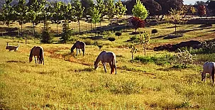 Finca Pura Vida 0062