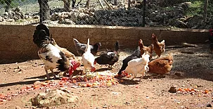 Finca Pura Vida 0061