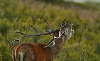 La Casa de Arriba en Molinos de Duero (Soria) - Foto 11