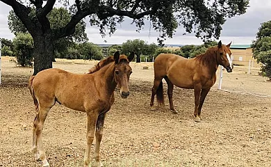 Casa Rural Gelma en Vega De Tirados (Salamanca) - Foto 7
