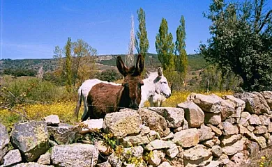 Menta y canela en Tórtoles (Ávila) - Foto 18
