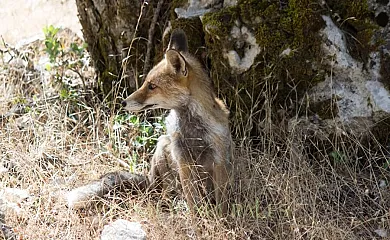 Fuente del Ciervo I y II en Arroyo Frío (Jaén) - Foto 17