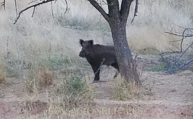 Fuente del Ciervo I y II en Arroyo Frío (Jaén) - Foto 22