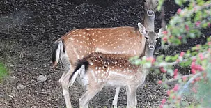 Fuente del Ciervo I y II 0023