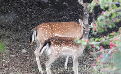 Fuente del Ciervo I y II en Arroyo Frío (Jaén) - Foto 23