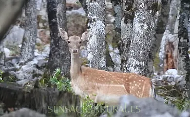 Fuente del Ciervo I y II en Arroyo Frío (Jaén) - Foto 24