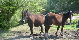 Casa de aldea El Coallu 0016