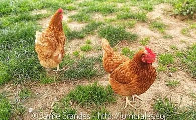 Casas Rurales Arribes Vida en Vitigudino (Salamanca) - Foto 20