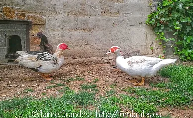 Casas Rurales Arribes Vida en Vitigudino (Salamanca) - Foto 21