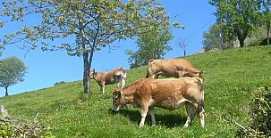 Casa de aldea El Coallu 003