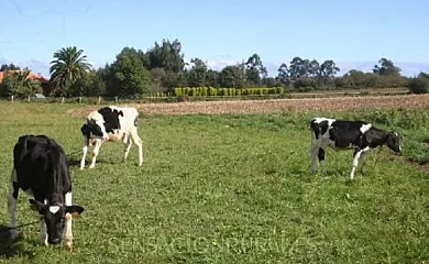 Ataraxía y Casa Ana en Argüero (Asturias) - Foto 3