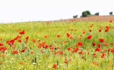 La Casa del Villar en Villar De La Encina (Cuenca) - Foto 19