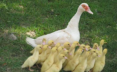 Mas La Riba en Llosses (Girona) - Foto 14