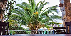 Finca Villa Rey 0043