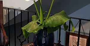 Casa Callejón de la Mora 0026