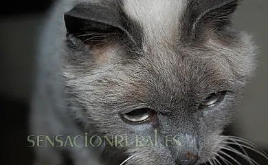 El Abuelo en Orbaneja Del Castillo (Burgos) - Foto 11