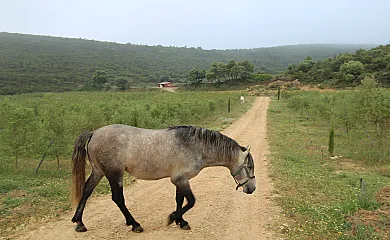 Finca Heredad La Boquilla en Enguera (Valencia) - Foto 18