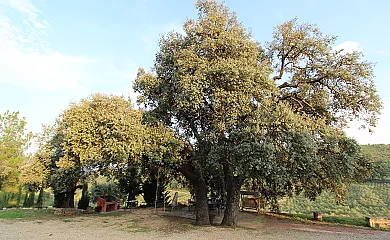 Finca Heredad La Boquilla en Enguera (Valencia) - Foto 10