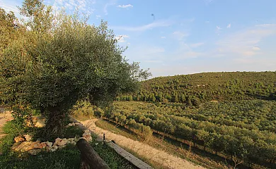 Finca Heredad La Boquilla en Enguera (Valencia) - Foto 16